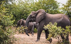 Oase By 7 Star Lodges - Greater Kruger Private 530Ha Reserve